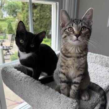 Seranno & Pepperoncini -  Domestic Short Hair Cat for Adoption in Plainfield, Illinois - Seranno & Pepperoncini | PetCurious