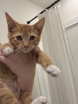 Benji RP -  Domestic Short Hair Cat for Adoption in Greenville, South Carolina - Benji RP | PetCurious