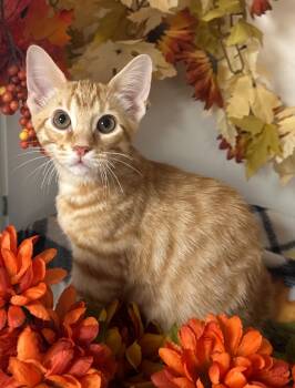 Rescue Domestic Medium Hair Cats for Adoption in Stillwater, Oklahoma - 8/20/25 - Jasper | PetCurious