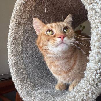 Domestic Short Hair Cats Available for Adoption - Dean | PetCurious
