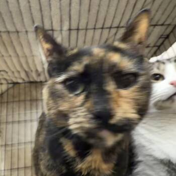 Domestic Short Hair Cats Available for Adoption - Snickers | PetCurious