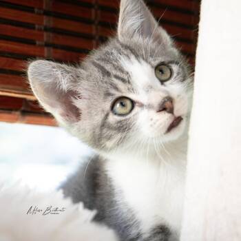 Dig -  Domestic Short Hair Cat for Adoption in Calgary, Alberta - Dig | PetCurious