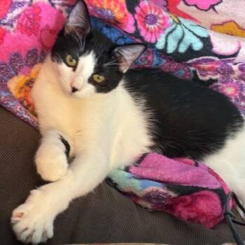 Rescue Domestic Short Hair Cats for Adoption in Mantua Township, New Jersey - Briar | PetCurious