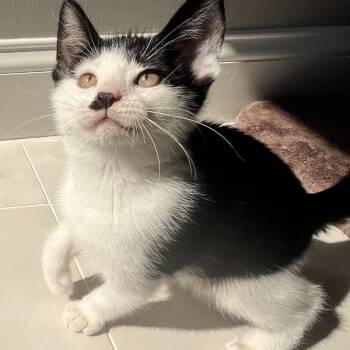 Recycle -  Domestic Short Hair Cat for Adoption in Chicago, Illinois - Recycle | PetCurious