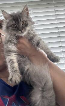 Cup No 2 -  Maine Coon Cat for Adoption in Brampton, Ontario - Cup No 2 | PetCurious