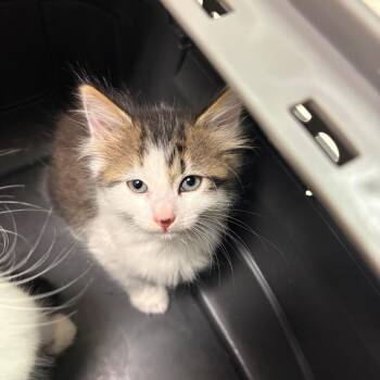 Dewey -  Domestic Medium Hair Cat for Adoption in Charleston, West Virginia - Dewey | PetCurious