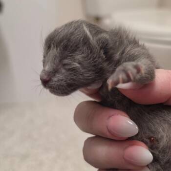 Smokey -  Domestic Short Hair Cat for Adoption in Bismarck, North Dakota - Smokey | PetCurious