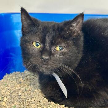 Rescue Domestic Short Hair Cats for Adoption in Matteson, Illinois - Tina | PetCurious