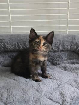 Radish -  Domestic Short Hair Cat for Adoption in Raleigh, North Carolina - Radish | PetCurious