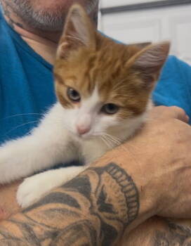 Rescue Domestic Short Hair Cats for Adoption in Cromwell, Kentucky - Wallace | PetCurious