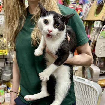 Otacon -  Domestic Short Hair Cat for Adoption in New York, New York - Otacon | PetCurious