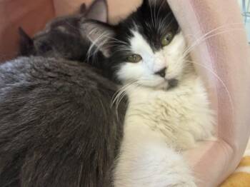 Moomoo Katze -  Domestic Medium Hair and Tuxedo Cat for Adoption in Chandler, Arizona - Moomoo Katze | PetCurious