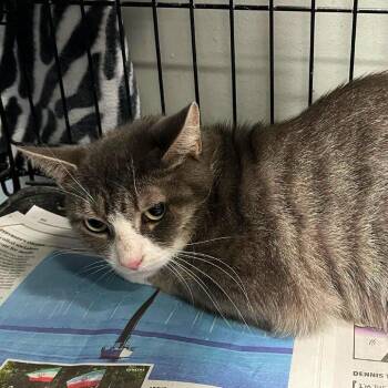 Tessa -  Domestic Short Hair Cat for Adoption in Buffalo, New York - Tessa | PetCurious