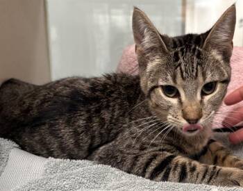 Domestic Short Hair Cats Available for Adoption in Pueblo, Colorado - MOJITO | PetCurious