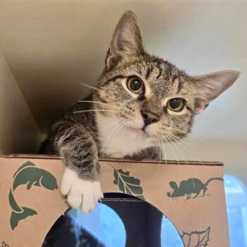 Chicken -  Domestic Short Hair Cat for Adoption in Prince Frederick, Maryland - Chicken | PetCurious