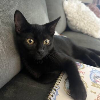 Hades -  Domestic Short Hair Cat for Adoption in Washington, Pennsylvania - Hades | PetCurious