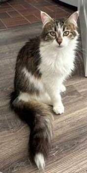 Tabby Cats Available for Adoption in Franklin, Tennessee - SMUDGE | PetCurious