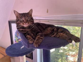 Carson -  Domestic Short Hair Cat for Adoption in Pickering, Ontario - Carson | PetCurious