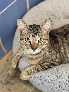 Domestic Long Hair Cats Available for Adoption - Rabbit | PetCurious