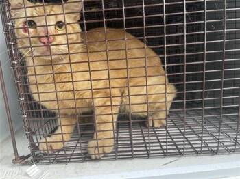 A658217 -  Domestic Short Hair Cat for Adoption in Houston, Texas - A658217 | PetCurious