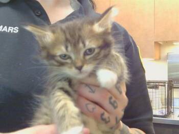 LYNXY -  Domestic Medium Hair Cat for Adoption in Sacramento, California - LYNXY | PetCurious