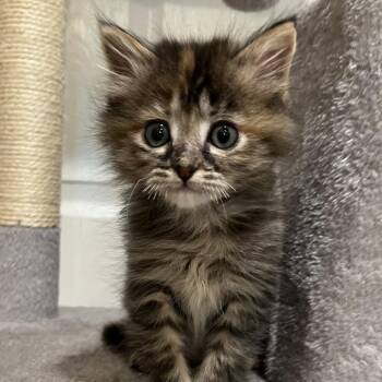 Petunia -  Domestic Medium Hair Cat for Adoption in Layton, Utah - Petunia | PetCurious