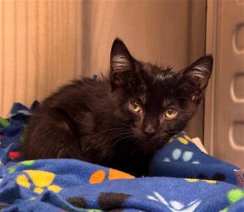 HOLLIDAY -  Domestic Short Hair Cat for Adoption in Tustin, California - HOLLIDAY | PetCurious