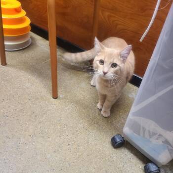 Creamsicle -  Domestic Short Hair Cat for Adoption in Buffalo, New York - Creamsicle | PetCurious