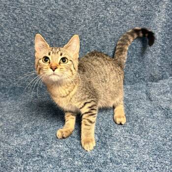 February -  Domestic Short Hair Cat for Adoption in Waterloo, Iowa - February | PetCurious