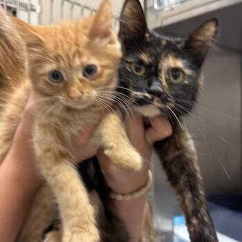 Delilah -  Domestic Long Hair Cat for Adoption in North Canton, Ohio - Delilah | PetCurious