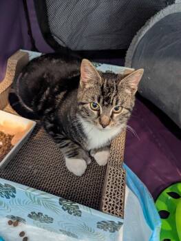 Domestic Short Hair Cats Available for Adoption - Tiny | PetCurious