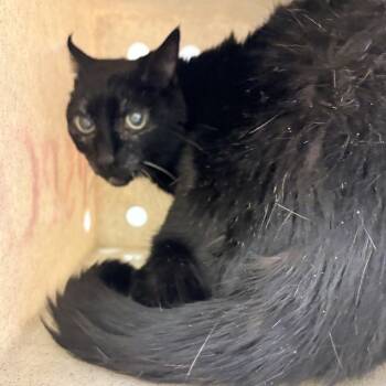 Rescue Domestic Short Hair Cats for Adoption in Philadelphia, Pennsylvania - Tampa Bay | PetCurious