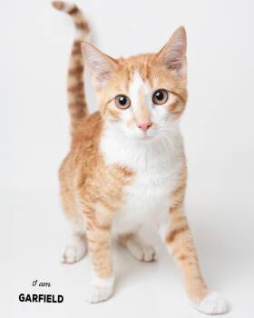 Rescue Domestic Short Hair Cats for Adoption in Boone, Iowa - Garfield | PetCurious