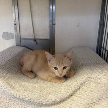Pele -  Domestic Short Hair Cat Available for Adoption in Goleta, California - Pele | PetCurious