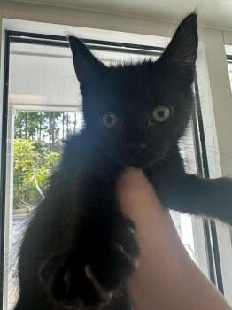 Rescue Domestic Short Hair Cats for Adoption in Hilton Head Island, South Carolina - Danny | PetCurious