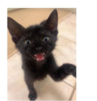 Domestic Short Hair Cats Available for Adoption in Lafayette, Louisiana - Joyce | PetCurious