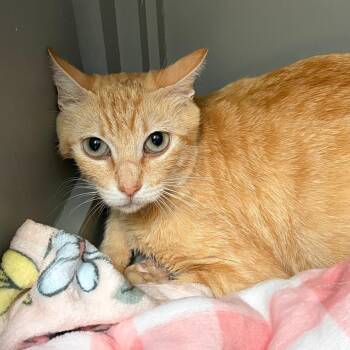 Domestic Short Hair Cats Available for Adoption in Ojai, California - Lucy | PetCurious