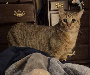 Rescue Domestic Short Hair and Tabby Cats for Adoption in Columbia, Maryland - Lilly (f) And Pretzel (m) | PetCurious