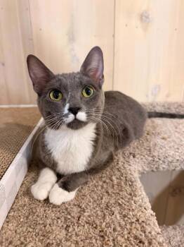 Alice -  Domestic Short Hair Cat for Adoption in Vancouver, Washington - Alice | PetCurious