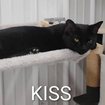 Domestic Short Hair Cats Available for Adoption - KISS | PetCurious