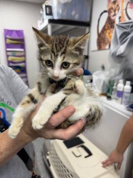 Rescue Domestic Short Hair Cats for Adoption in Pomona, New York - Piper | PetCurious