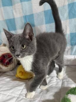 Stiletto -  Domestic Medium Hair Cat for Adoption in Jackson, Georgia - Stiletto | PetCurious