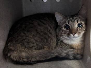 Rescue Domestic Medium Hair Cats for Adoption in Salisbury, North Carolina - OPIE | PetCurious