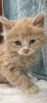 Domestic Long Hair and Domestic Short Hair Cats Available for Adoption in Wilkesboro, North Carolina - Bullet | PetCurious