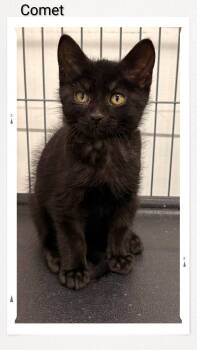 Comet -  Domestic Short Hair Cat for Adoption in Caistor Centre, Ontario - Comet | PetCurious