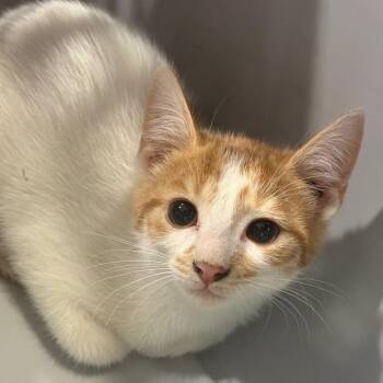Sour -  Domestic Short Hair Cat for Adoption in Charlottesville, Virginia - Sour | PetCurious