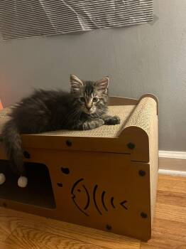 Isabella -  Domestic Medium Hair Cat for Adoption in Westwood, New Jersey - Isabella | PetCurious