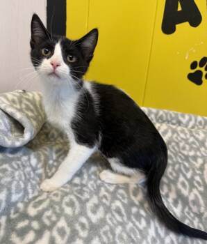 Tendon -  Domestic Short Hair Cat for Adoption in Lemoore, California - Tendon | PetCurious