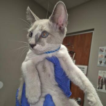 Philly -  Domestic Short Hair Cat for Adoption in Yuma, Arizona - Philly | PetCurious