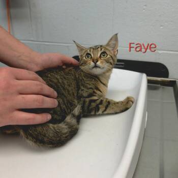 Faye -  Domestic Short Hair Cat for Adoption in Parkersburg, West Virginia - Faye | PetCurious
